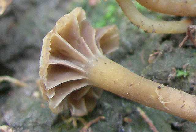 Camarophyllopsis micacea      (Berk. & Broome)       Arnolds